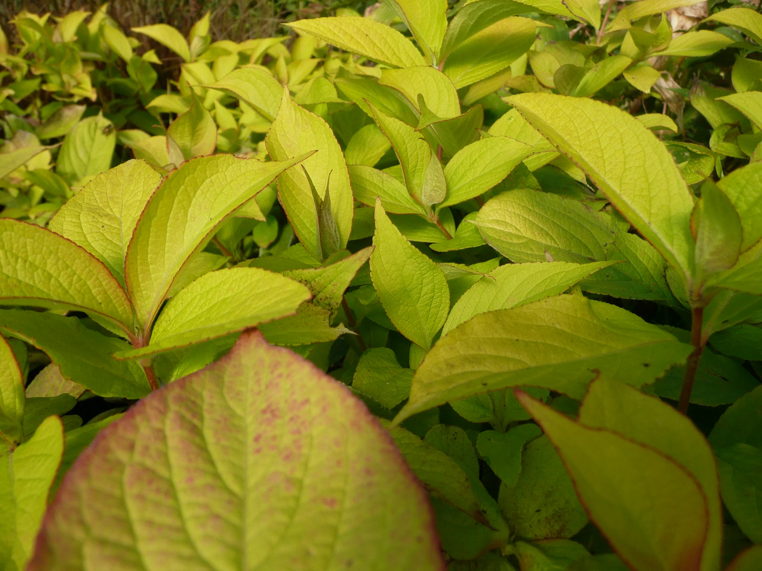 Exotic Hardy Plants for Everyone