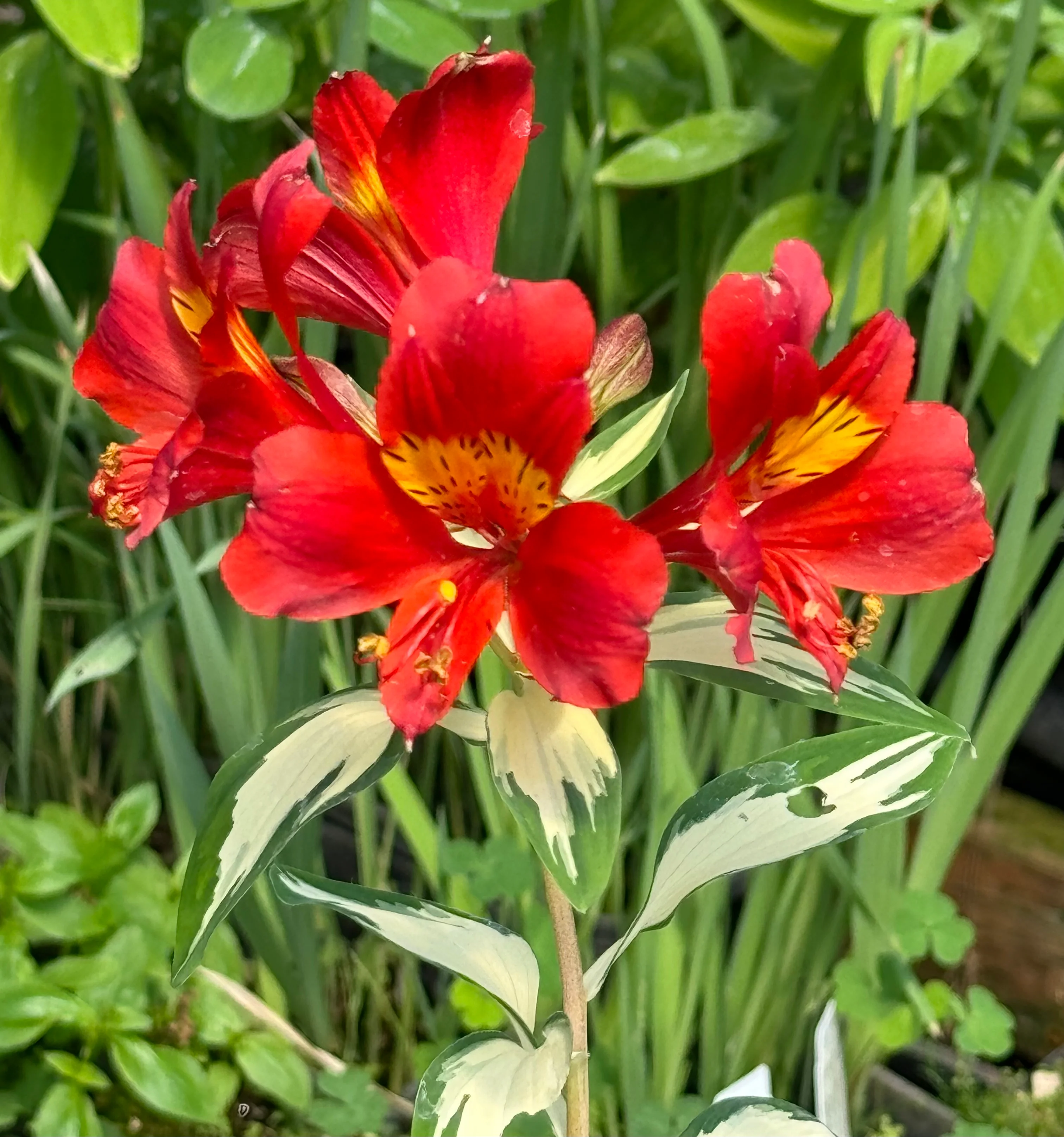 New & Noteworthy Mail Order Plants