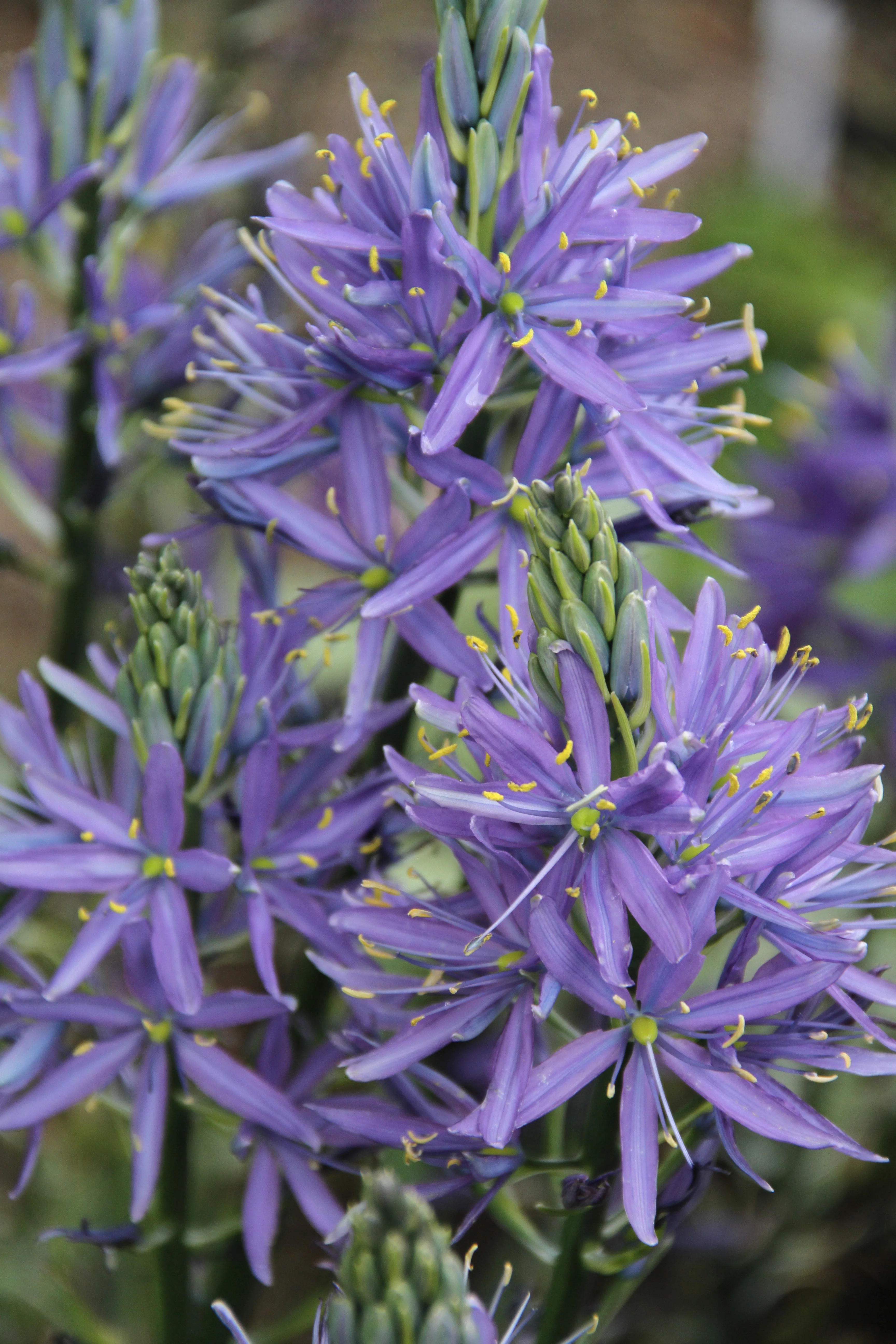 Western Native & Other Mediterranean Climate Plants