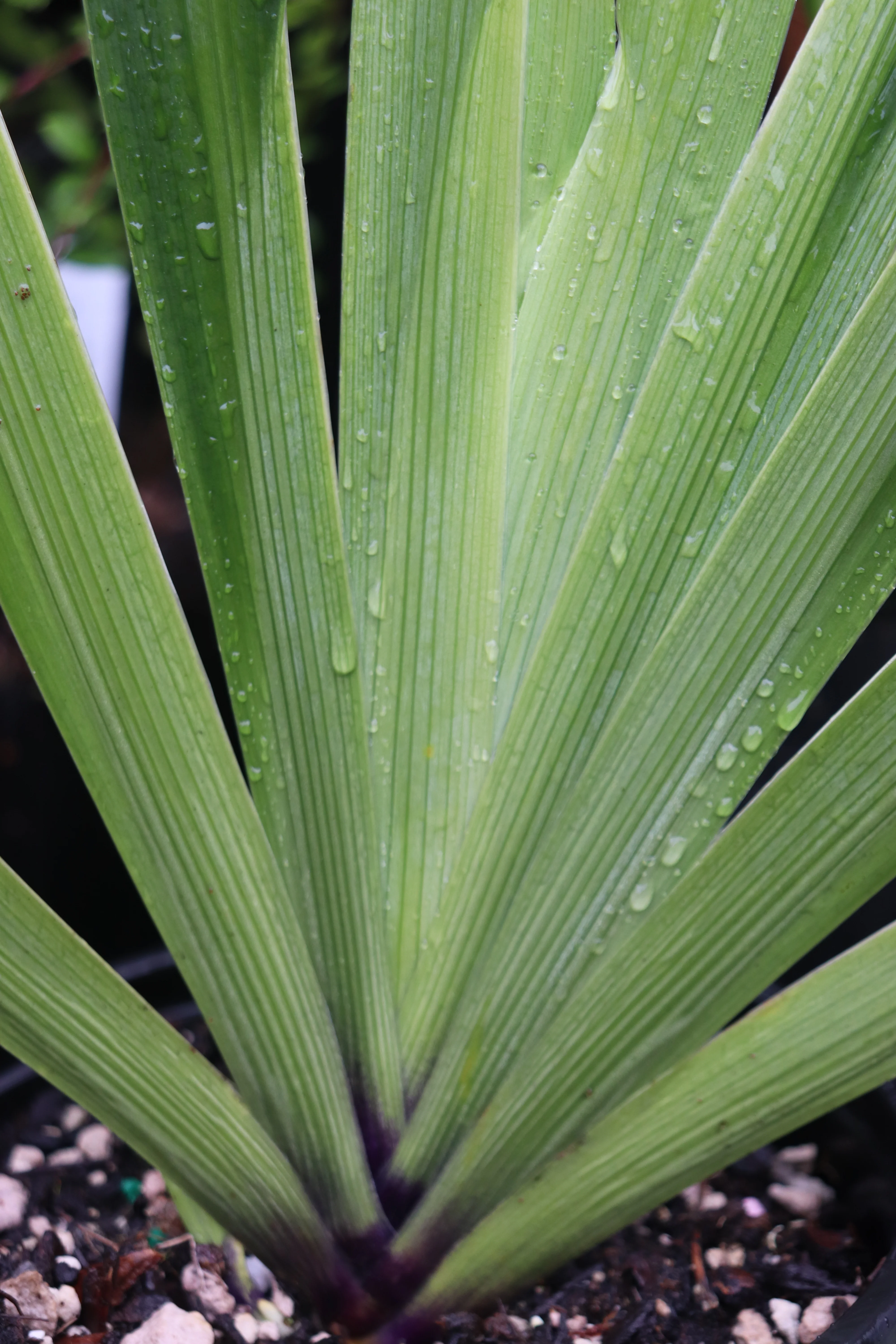 Plants for Part Sun/Shade