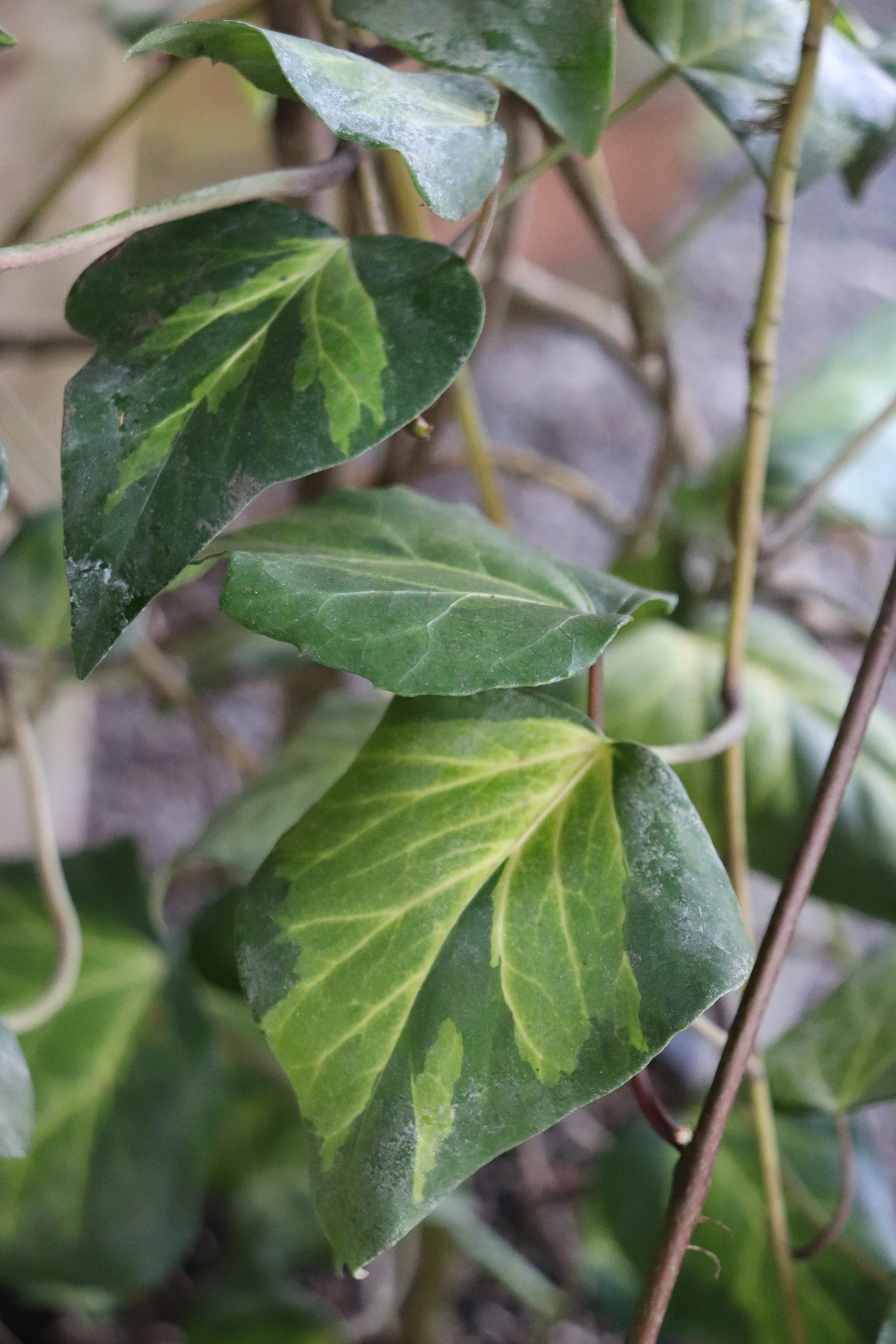 Vines/Climbers/Trailers
